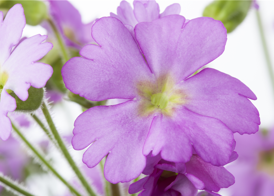 Primula acaulis 11cm Topf