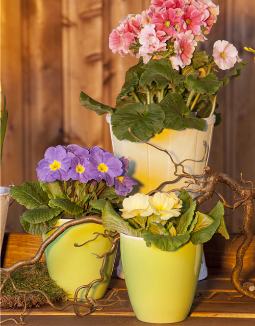 Primula acaulis 11cm Topf