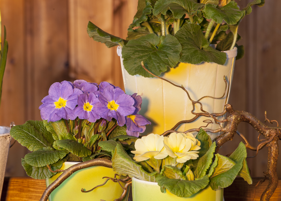 Primula acaulis 11cm Topf