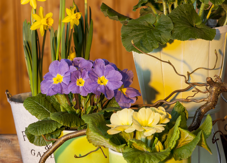 Primula acaulis 11cm Topf
