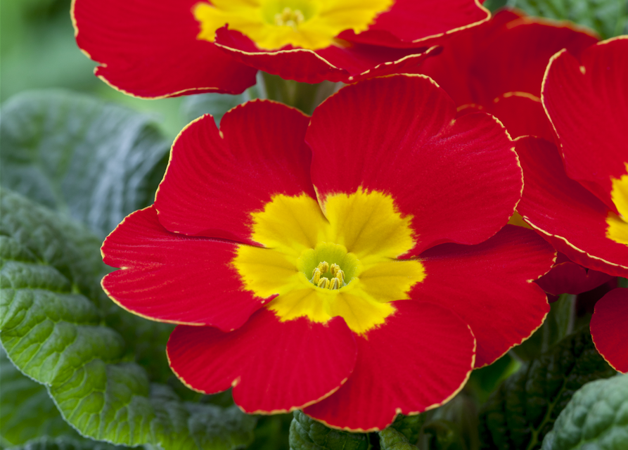 Primula acaulis 11cm Topf