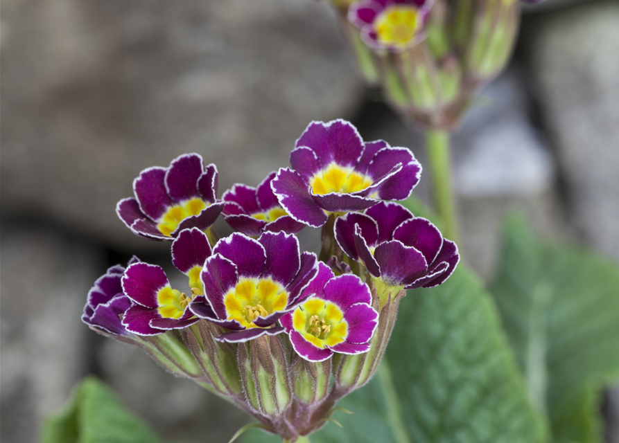 Primula acaulis 11cm Topf