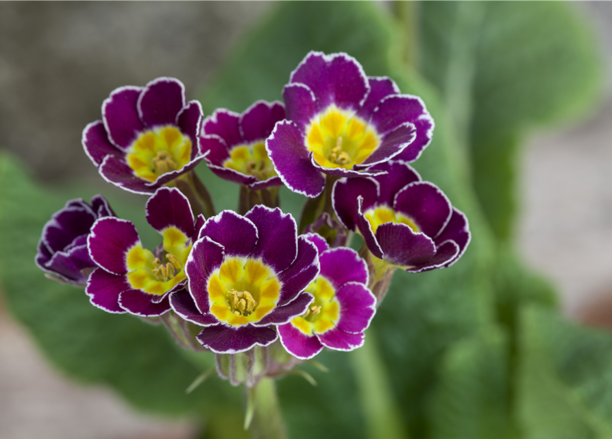 Primula acaulis 11cm Topf