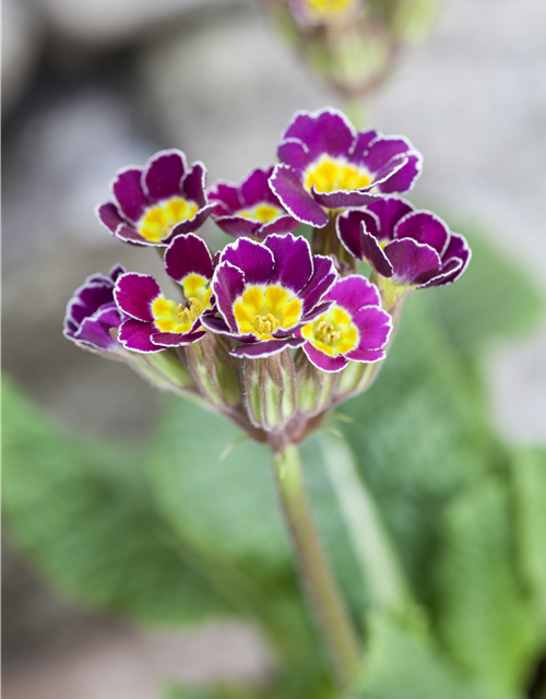 Primula acaulis 11cm Topf