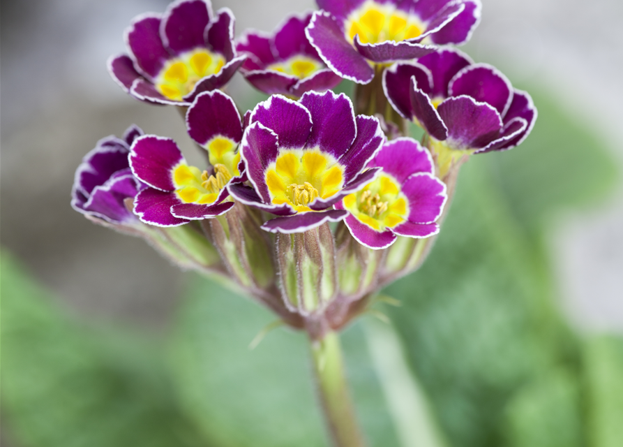 Primula acaulis 11cm Topf
