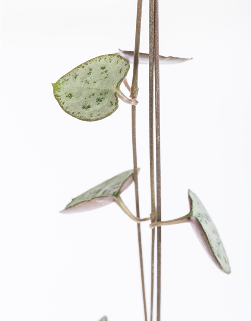 Ceropegia Woodii 12cm Topf