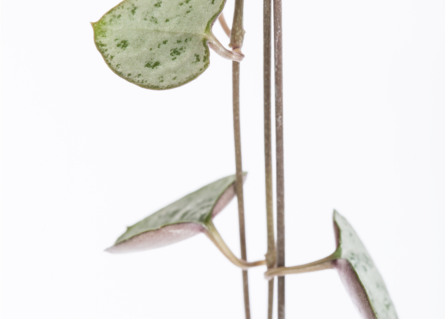 Ceropegia Woodii 12cm Topf