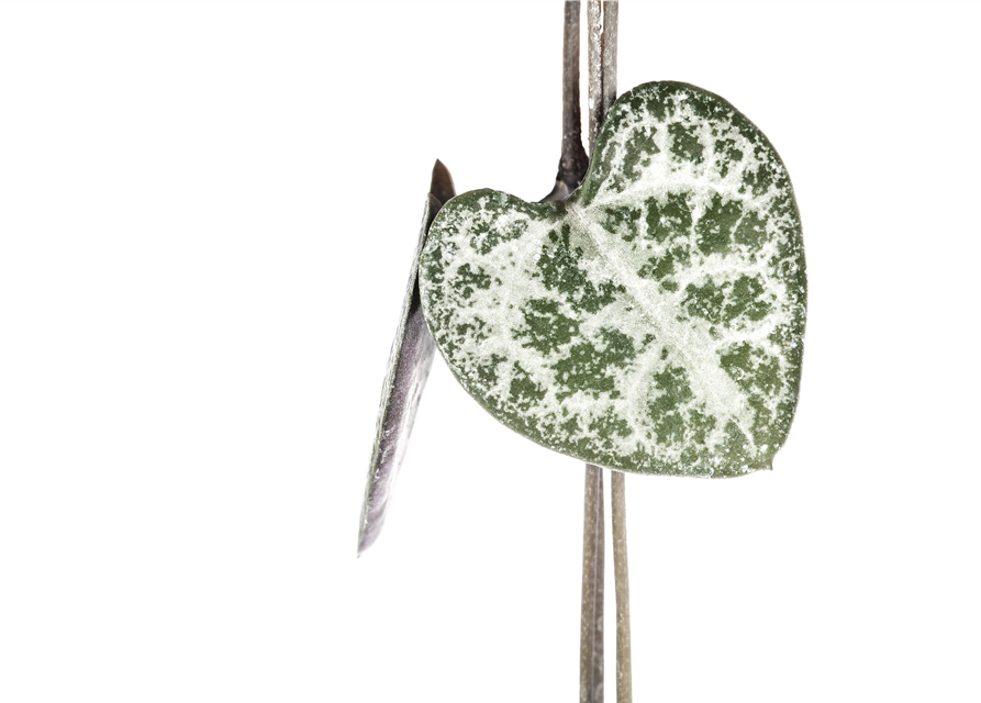 Ceropegia Woodii 12cm Topf