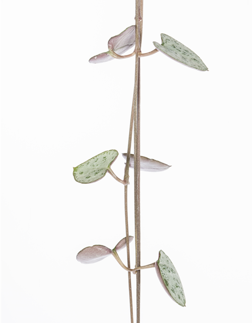 Ceropegia Woodii 12cm Topf