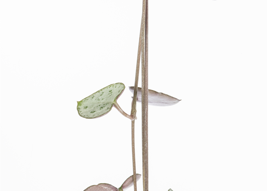 Ceropegia Woodii 12cm Topf