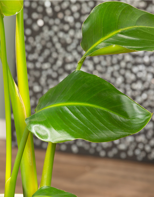 Strelitzia Nicolai 17cm Topf Höhe 70cm