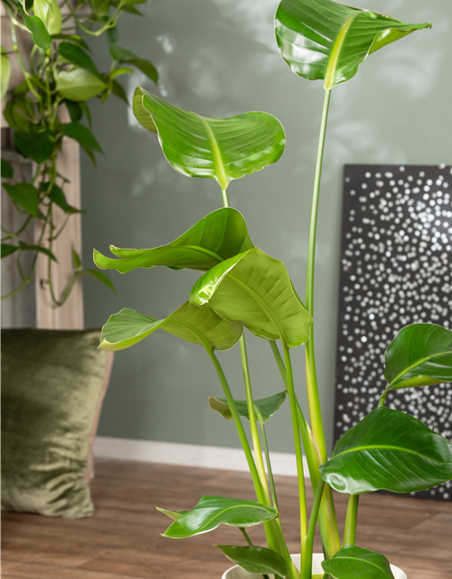 Strelitzia Nicolai 17cm Topf Höhe 70cm