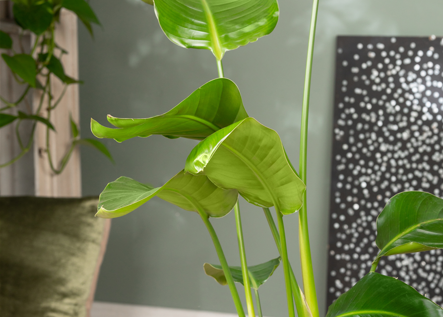 Strelitzia Nicolai 17cm Topf Höhe 70cm