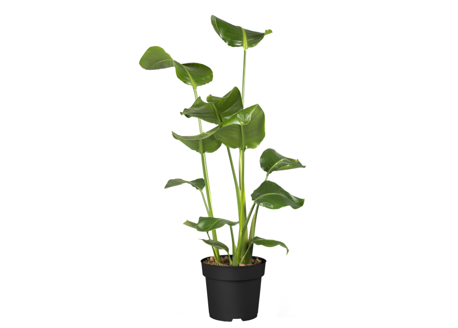 Strelitzia Nicolai 17cm Topf Höhe 70cm