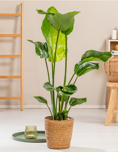 Strelitzia Nicolai 17cm Topf Höhe 70cm