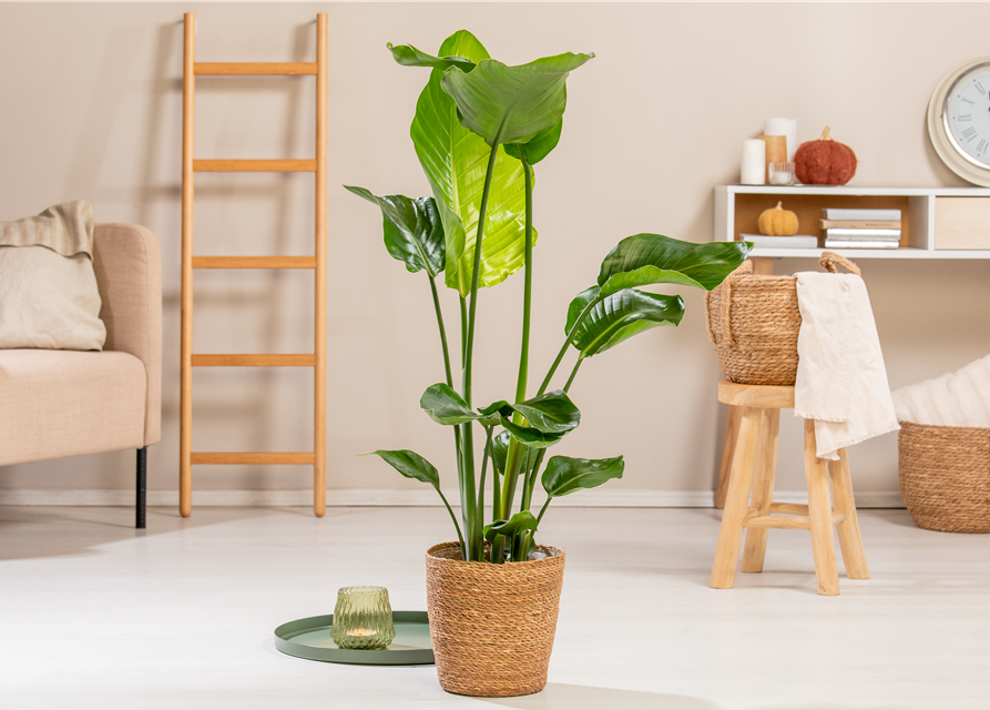 Strelitzia Nicolai 17cm Topf Höhe 70cm