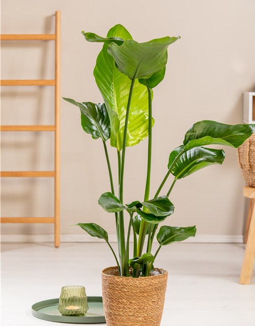 Strelitzia Nicolai 17cm Topf Höhe 70cm