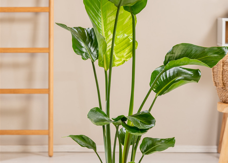 Strelitzia Nicolai 17cm Topf Höhe 70cm