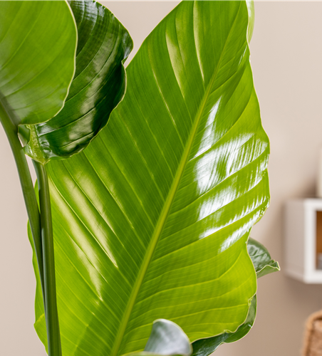 Strelitzia Nicolai 17cm Topf Höhe 70cm