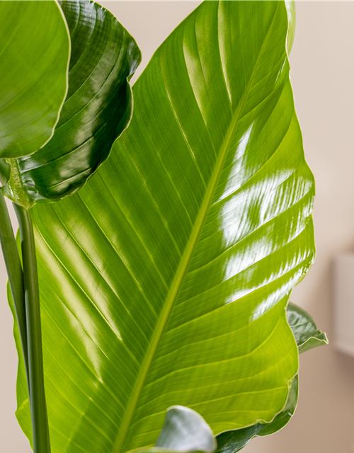 Strelitzia Nicolai 17cm Topf Höhe 70cm