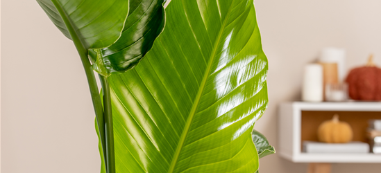 Strelitzia Nicolai 17cm Topf Höhe 70cm