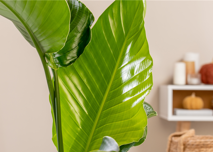 Strelitzia Nicolai 17cm Topf Höhe 70cm