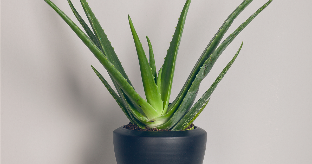 Aloe Vera Barbadensis T12, Echte Aloe