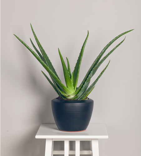 Aloe Vera Barbadensis T12