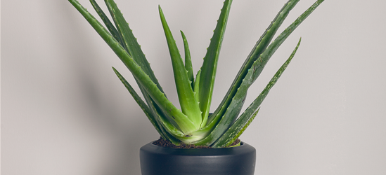 Aloe Vera Barbadensis T12