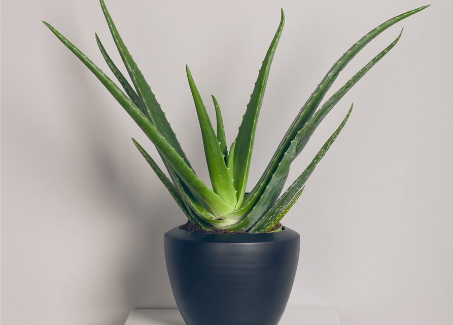 Aloe Vera Barbadensis T12