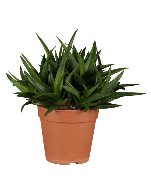 Aloe Vera Barbadensis T12