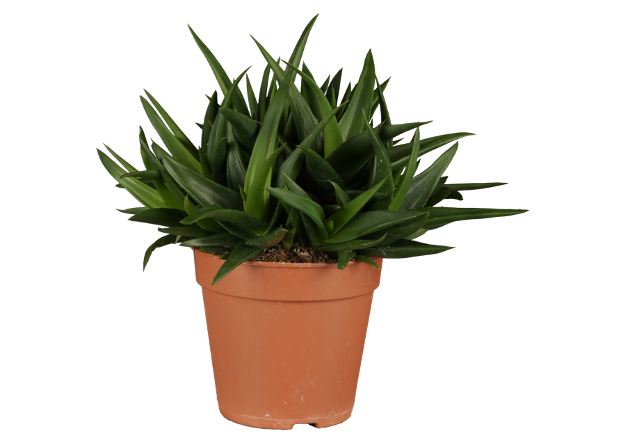 Aloe Vera Barbadensis T12