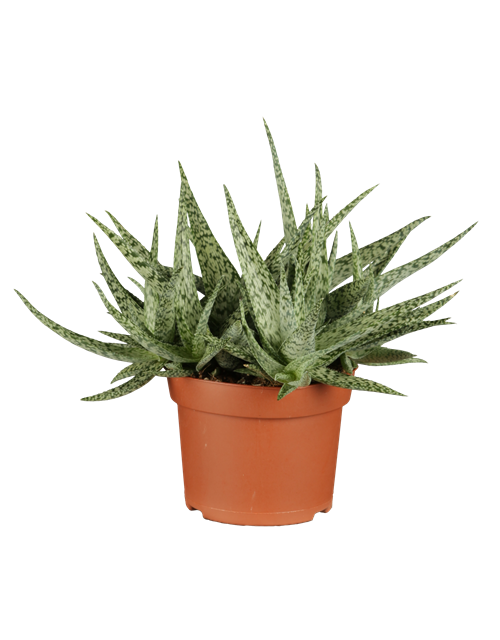 Aloe Vera Barbadensis T12