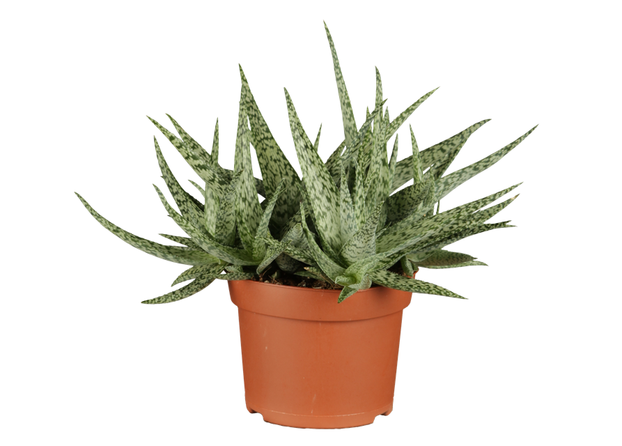 Aloe Vera Barbadensis T12