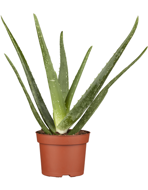 Aloe Vera Barbadensis T12