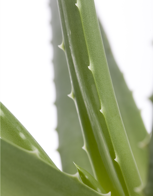 Aloe Vera Barbadensis T12