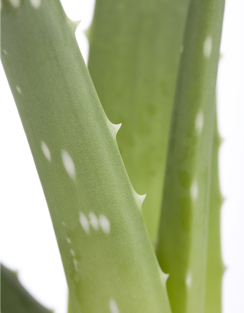 Aloe Vera Barbadensis T12