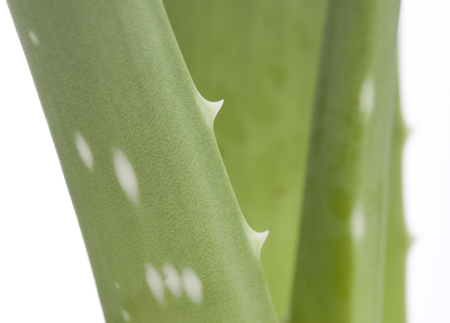 Aloe Vera Barbadensis T12