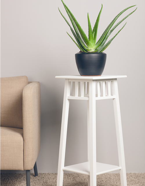 Aloe Vera Barbadensis T12