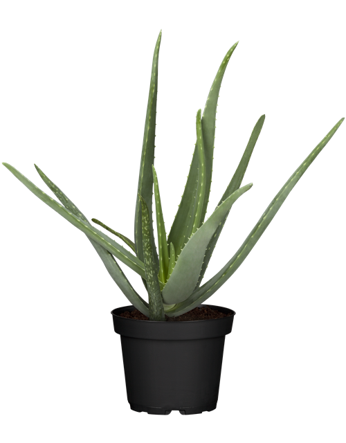 Aloe Vera Barbadensis T12