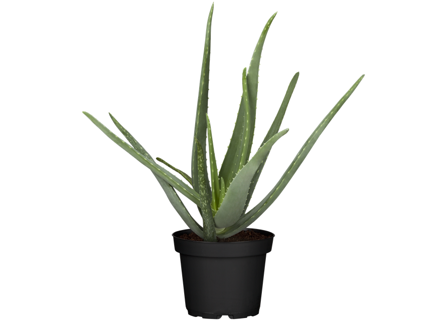 Aloe Vera Barbadensis T12
