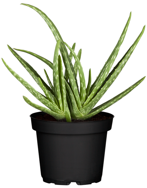 Aloe Vera Barbadensis T12