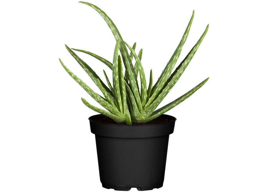 Aloe Vera Barbadensis T12