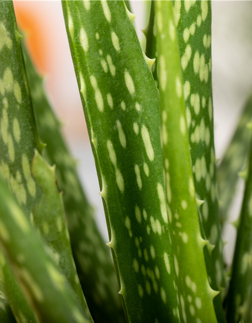 Aloe Vera Barbadensis T12