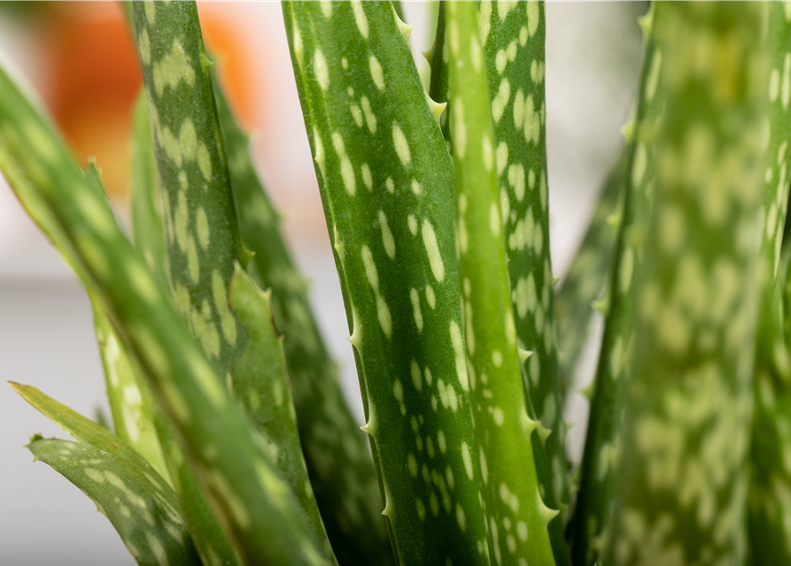Aloe Vera Barbadensis T12