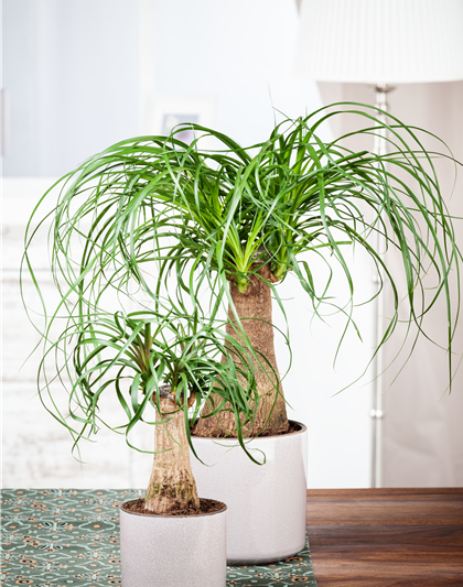 Beaucarnea Recurvata Stamm T12