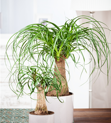 Beaucarnea Recurvata Stamm T12