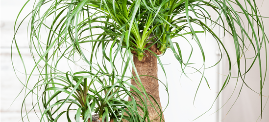 Beaucarnea Recurvata Stamm T12