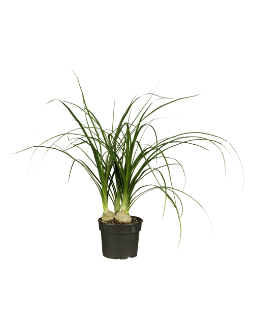 Beaucarnea Recurvata Stamm T12