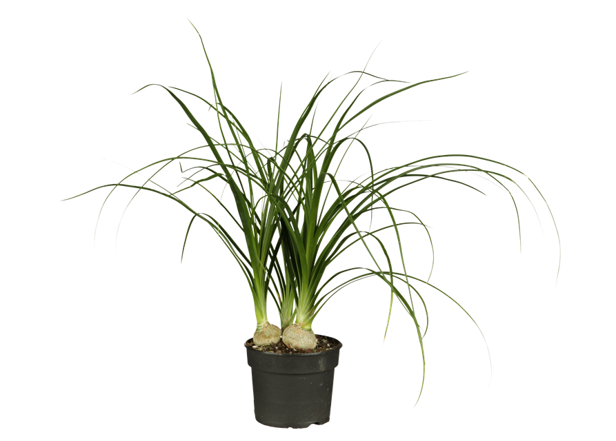 Beaucarnea Recurvata Stamm T12